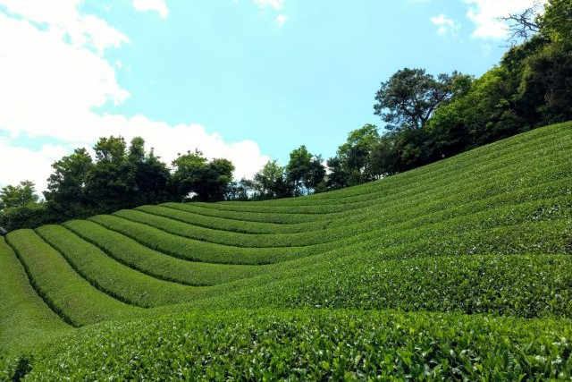 晴れた日の茶畑
