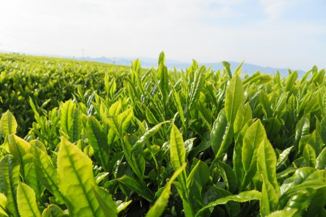 太陽の光を浴びる茶葉