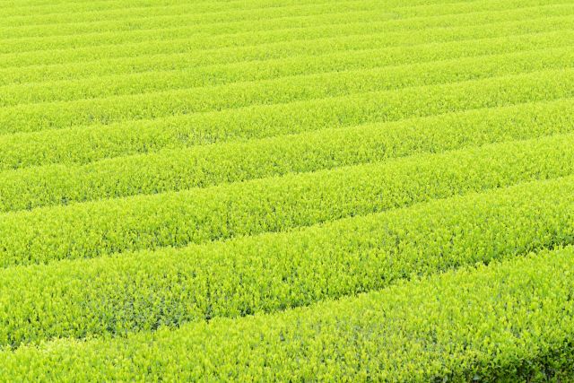 贈答品のお茶は産地直送の高級日本茶がおすすめ！日本にあるお茶の産地とは？ | ふじや茶舗