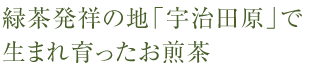 緑茶発祥の地「宇治田原」で生まれ育ったお煎茶